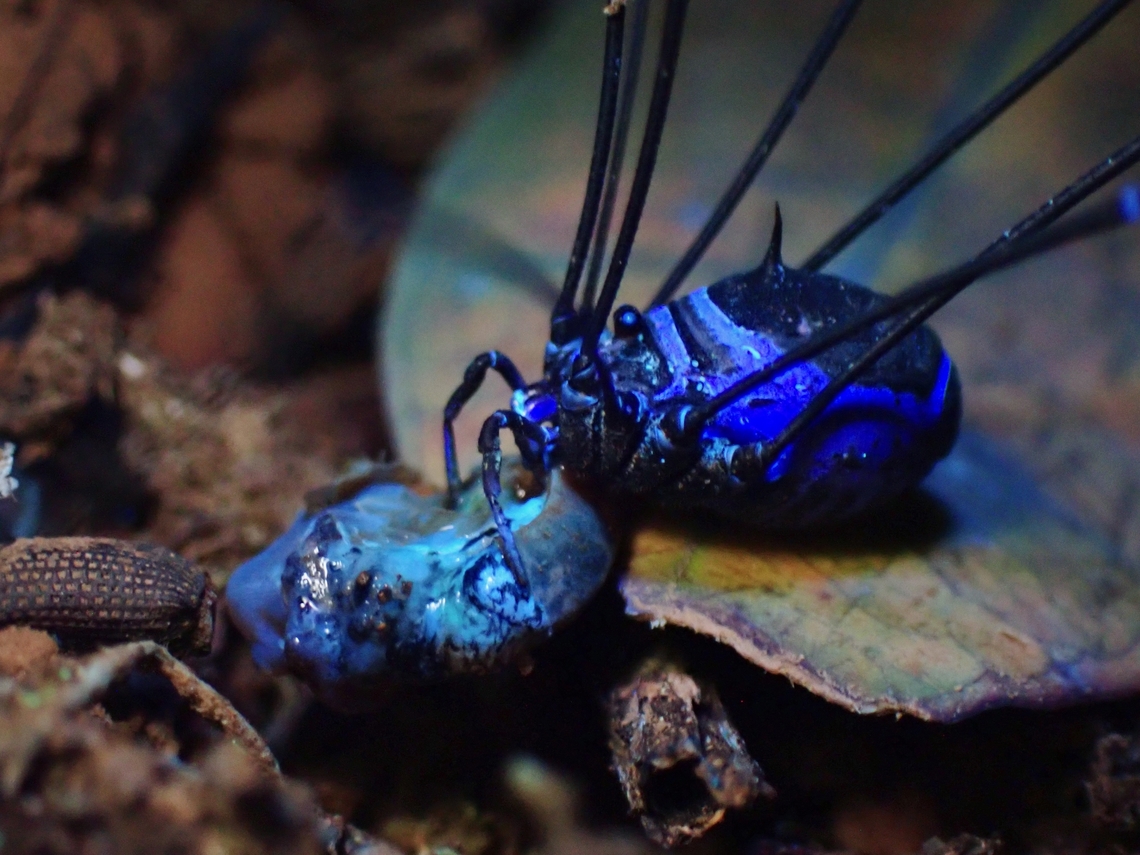 Blue food Harvestman feeding under UV lighting Harvestman,Malaysia,Opiliones,Sabah