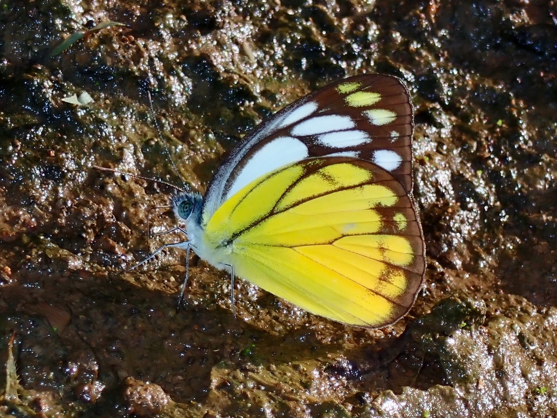 Whites - Cepora aspasia  Anilao,Batangas,Butterfly,Cepora aspasia,Philippines,Whites