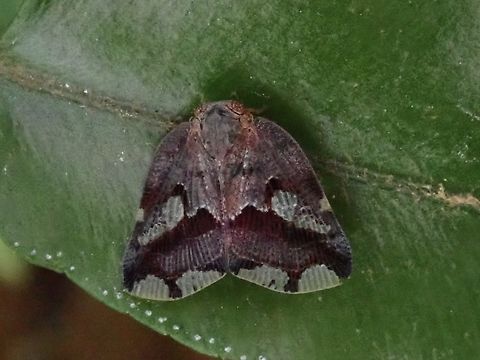 Ricaniid Planthopper - Ricania speculum  Cheras,Malaysia,Ricania speculum,Ricaniid Planthopper,Selangor