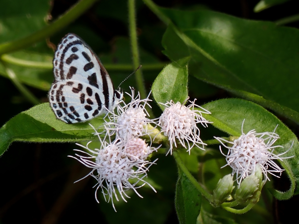 Common Pierrot - Castalius rosimon  Anilao,Batangas,Butterfly,Castalius rosimon,Common Pierrot,Philippines