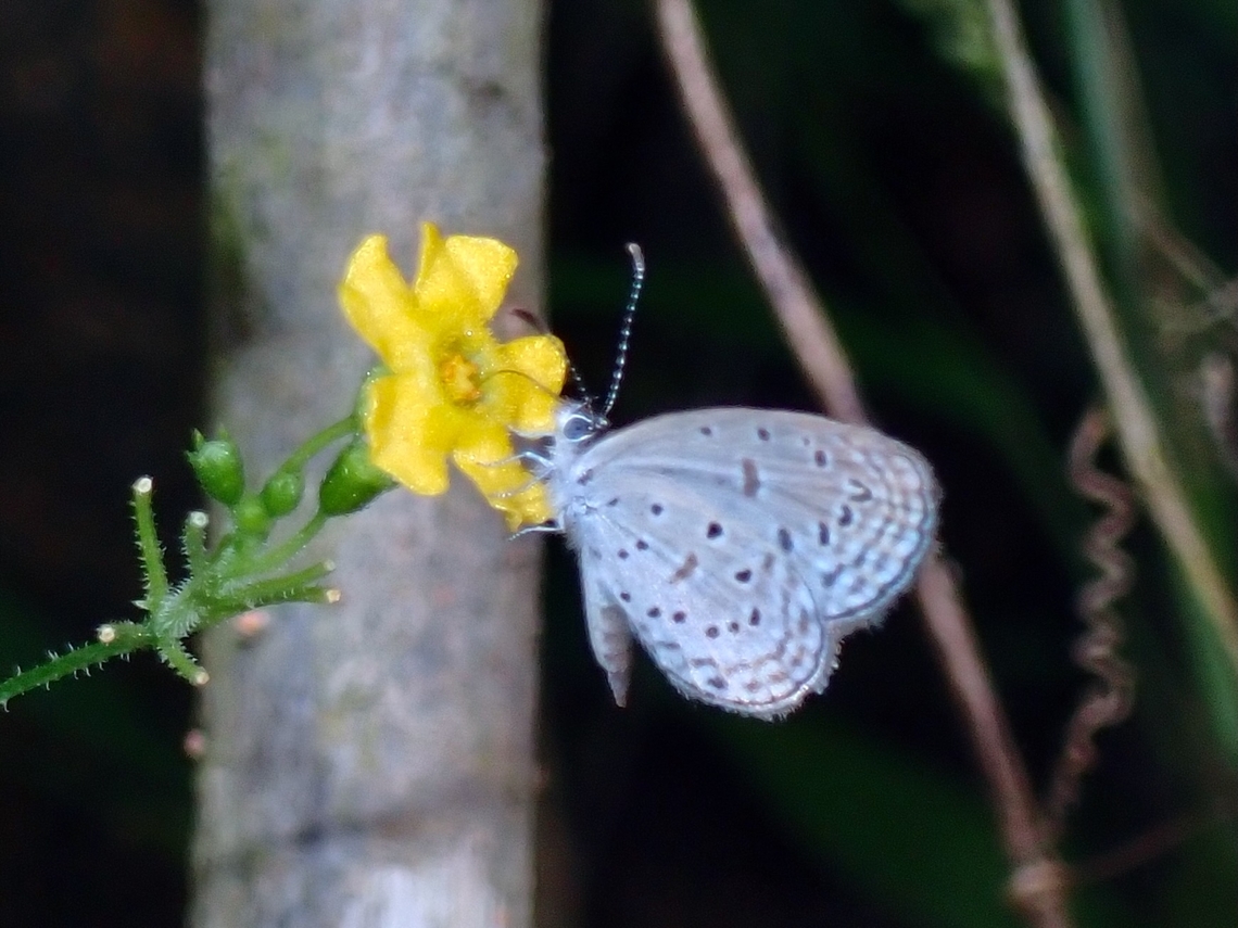 Tiny Grass Blue - Zizula hylax  Anilao,Batangas,Butterfly,Philippines,Tiny Grass Blue,Zizula hylax