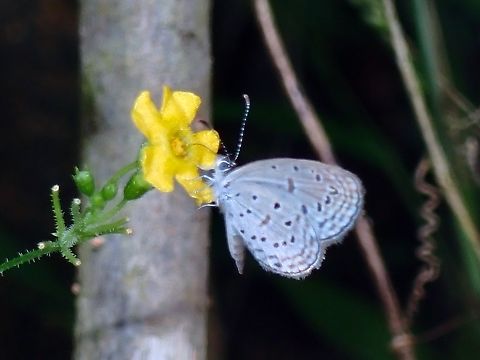 Tiny Grass Blue - Zizula hylax  Anilao,Batangas,Butterfly,Philippines,Tiny Grass Blue,Zizula hylax