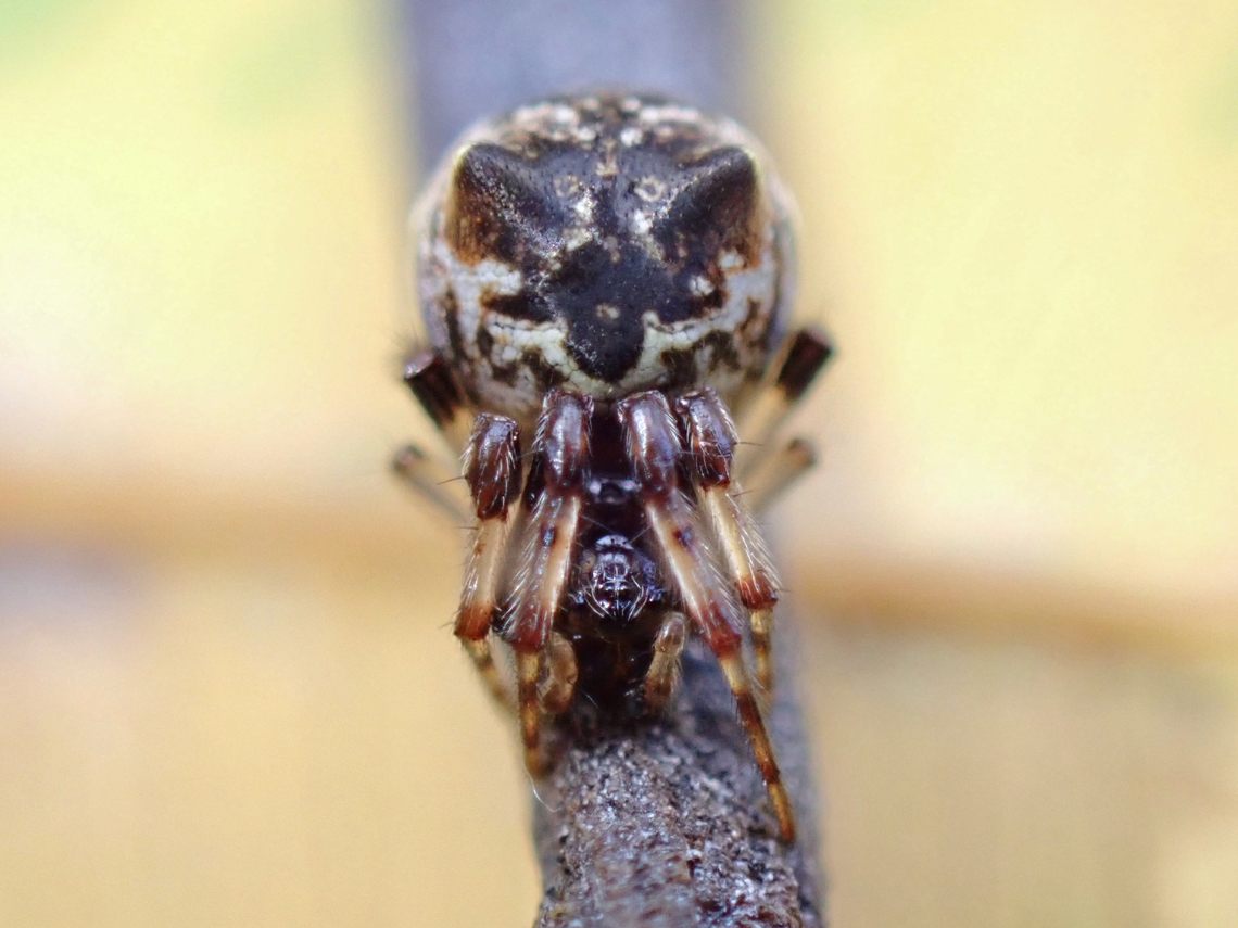 Orbweaver Spider - Cyclosa mulmeinensis Cyclosa mulmeinensis is a species of Orbweaver Spider from Family Araneidae. Anilao,Batangas,Cyclosa mulmeinensis,Orbweaver Spider,Philippines,Spider