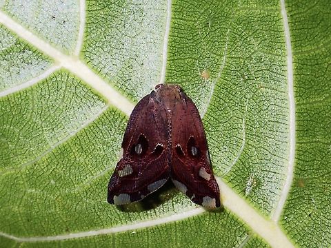 Planthopper - Ricania speculum  Hopper,Philippines,Planthopper,Quezon,Real,Ricania speculum,Ricaniid Planthopper