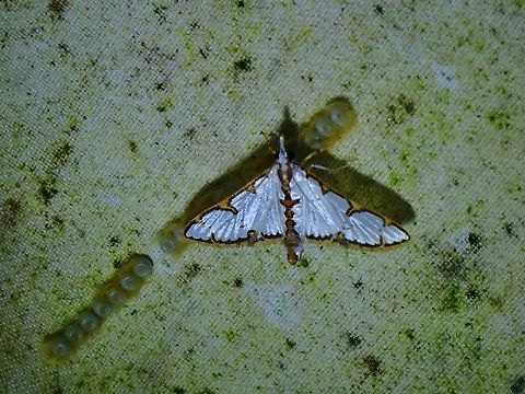 Not my eggs!  Cirrhochrista brizoalis,Malaysia,Moth,Pearl Moth,Sabah