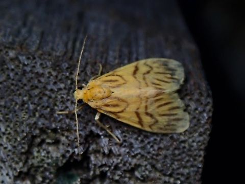Lichen Moth - Asura fulguritis  Asura fulguritis,Lichen Moth,Malaysia,Moth,Sabah