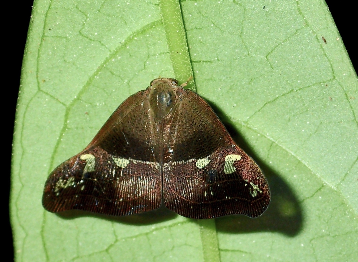 Planthopper - Pochazia sinuata Pochazia sinuata is a species of Planthopper from Family Ricaniidae. Hopper,Malaysia,Planthopper,Pochazia sinuata,Sabah