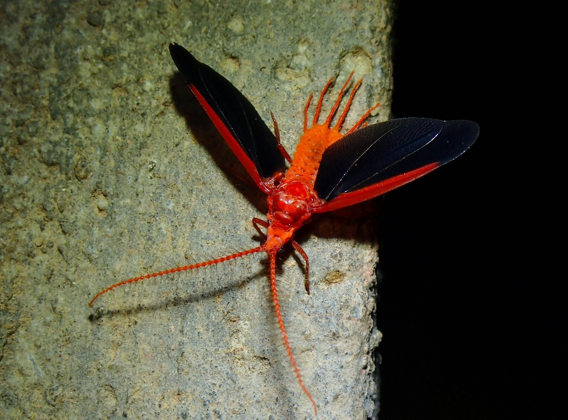 Giant Scale Insect - Drosicha corpulenta  Drosicha corpulenta,Giant Scale Insect,Malaysia,Sabah