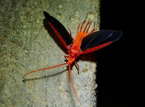 Giant Scale Insect - Drosicha corpulenta  Drosicha corpulenta,Giant Scale Insect,Malaysia,Sabah