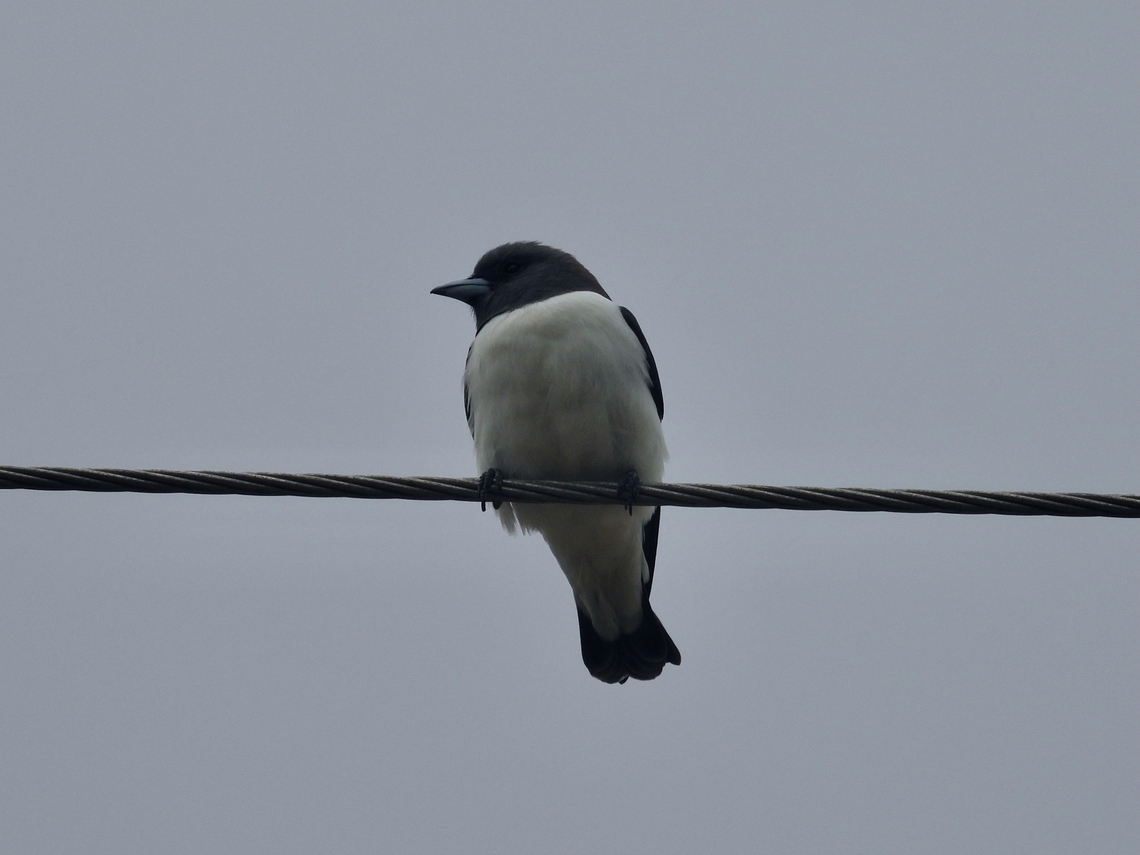 White-Breased Woodswallow - Artamus leucorynchus            Anilao,Artamus leucorynchus,Batangas,Bird,Philippines,Swallow,White-Breasted Woodswallow,Woodswallow