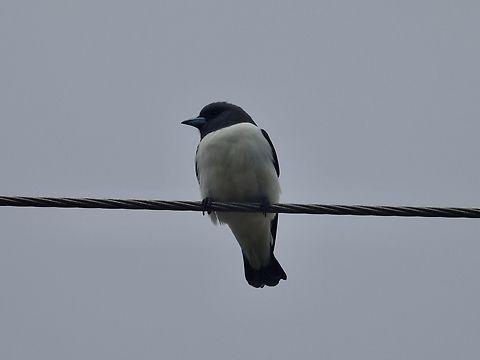White-Breased Woodswallow - Artamus leucorynchus            Anilao,Artamus leucorynchus,Batangas,Bird,Philippines,Swallow,White-Breasted Woodswallow,Woodswallow