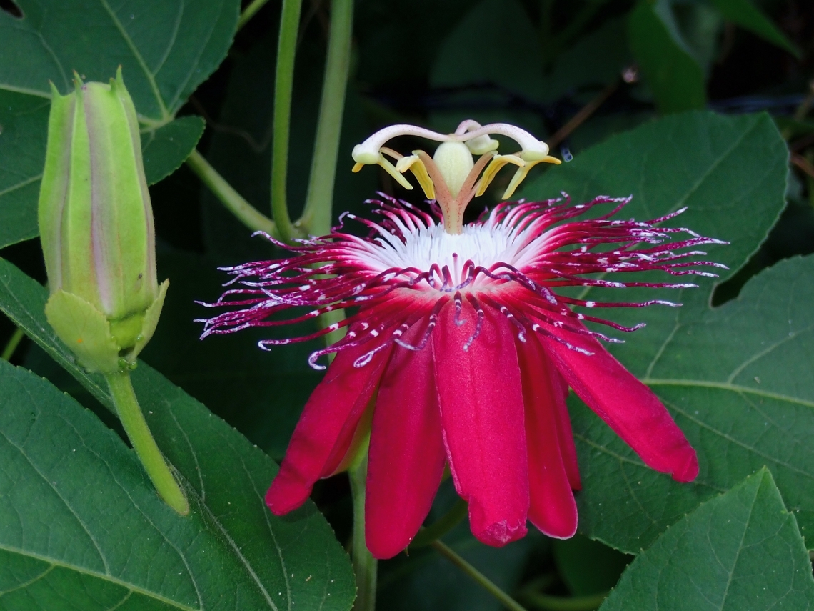 Passiflora 'Lady Margaret'  Passiflora 'Lady Margaret',Passiflora coccinea × incarnata