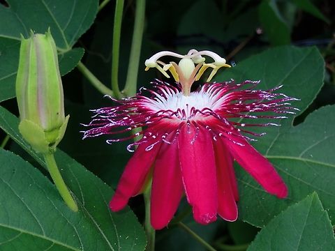 Passiflora 'Lady Margaret'  Passiflora 'Lady Margaret',Passiflora coccinea &times; incarnata