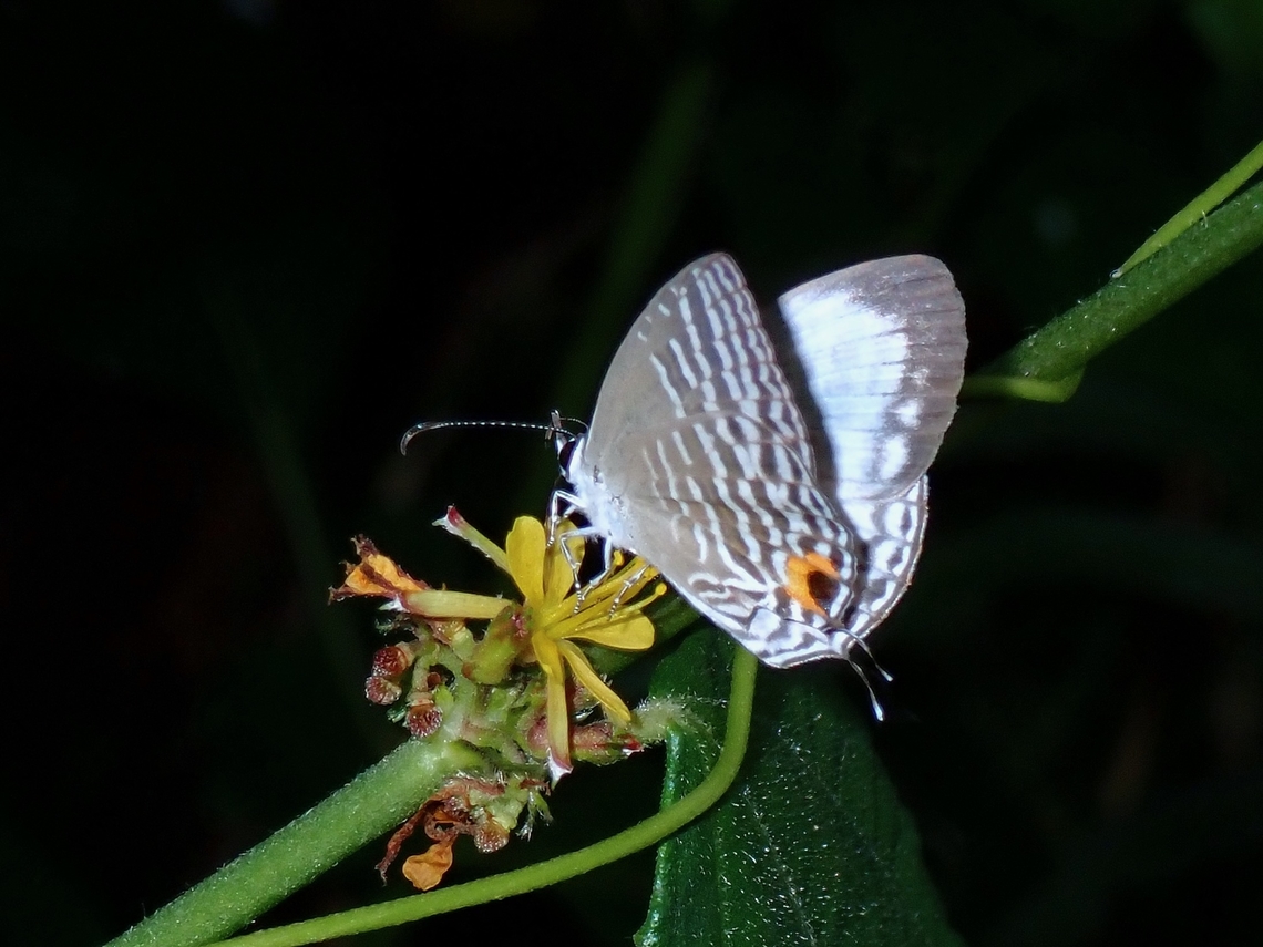 Butterfly - Jamides cleodus  Anilao,Batangas,Butterfly,Jamides cleodus,Philippines
