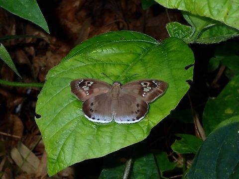 Common Snow Flat - Tagiades japetus titus Tagiades japetus titus is a sub-species Common Snow Flat that is endemic to Philippines  Anilao,Batangas,Common Snow Flat,Philippines,Pied flat,Tagiades japetus,Tagiades japetus titus
