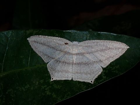 Swallowtail Moth - Acropteris ciniferaria  Acropteris ciniferaria,Anilao,Batangas,Moth,Philippines,Swallowtail Moth