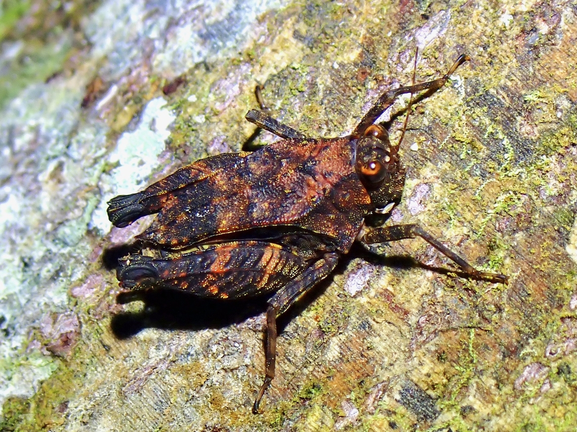 Pygmy Grasshopper - Bolivaritettix apterus Bolivaritettix apterus is a species of Pygmy Grasshopper from Family Tetrigidae. Bolivaritettix apterus,Grasshopper,Malaysia,Pygmy Grasshopper,Sabah