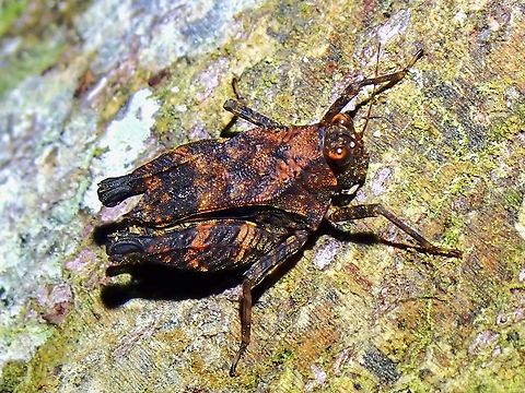 Bolivaritettix apterus