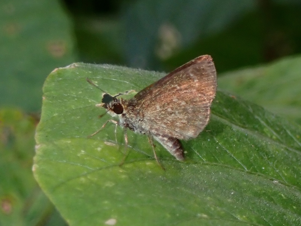 Grass Skipper - Aeromachus plumbeola  Aeromachus plumbeola,Anilao,Batangas,Butterfly,Grass Skipper,Philippines