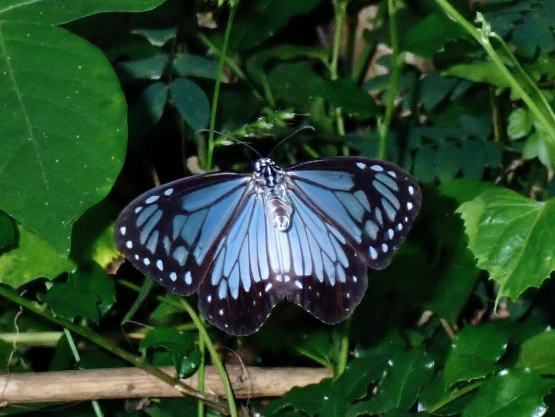 Tiger Butterfly - Parantica vitrina Parantica vitrina is a species of Butterfly from Family Nymphalidae. Anilao,Batangas,Glassy Tiger,Parantica vitrina,Philippines,Tiger Butterfly