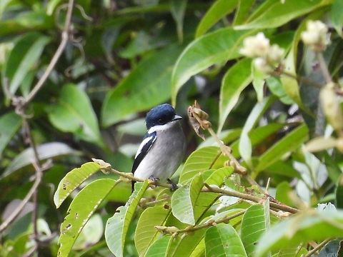 Bar-Winged Flycatcher-Shrike            Bar-Winged Flycatcher-Shrike,Bird,Flycatcher-Shrike,Hemipus picatus,Malaysia,Sabah