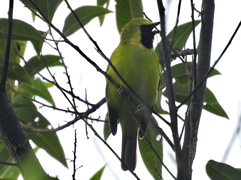 Greater Green Leafbird - Chloropsis sonnerati            Bird,Chloropsis sonnerati,Greater Green Leafbird,Green Leafbird,Leafbird,Malaysia,Sabah