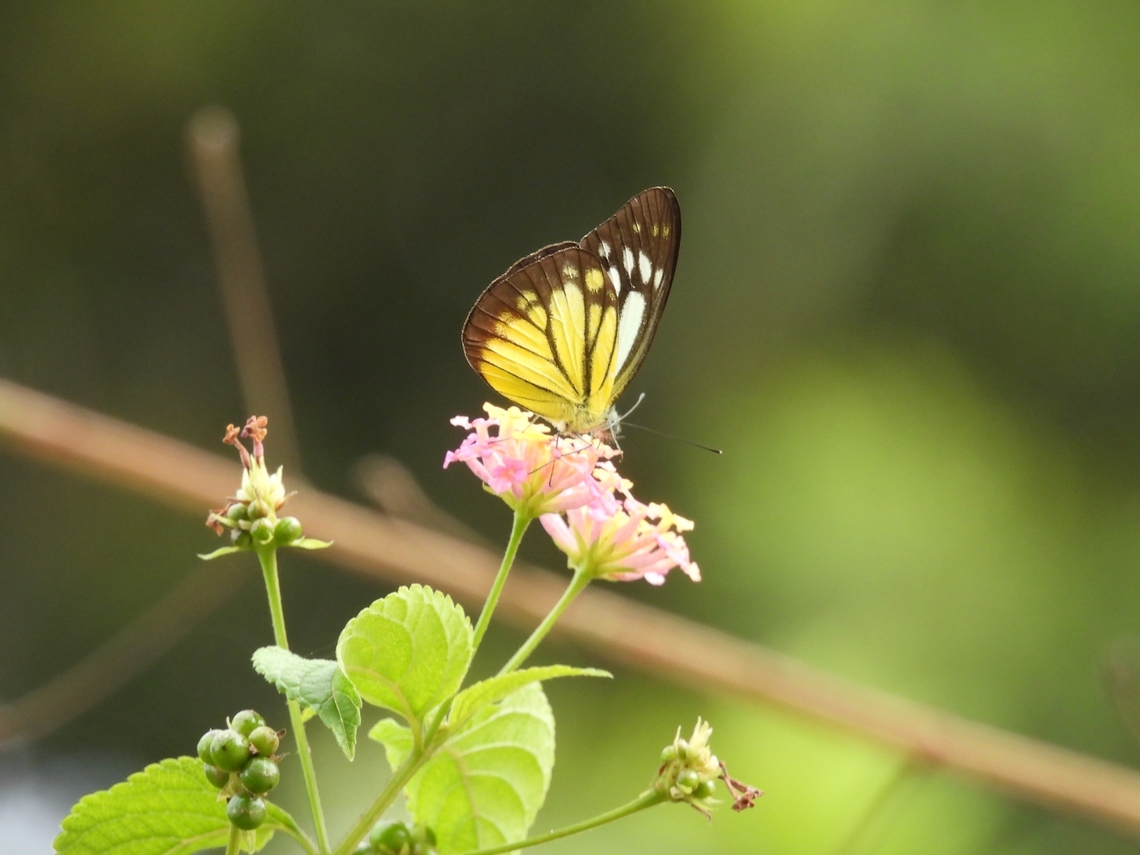 Butterfly - Cepora iudith            Butterfly,Cepora judith,Malaysia,Sabah