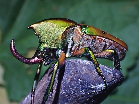 Not a Rhino Beetle Theodosia chewi is a species of Chafer Beetle from Family Scarabaeidae. Beetle,Malaysia,Sabah,Theodosia chewi