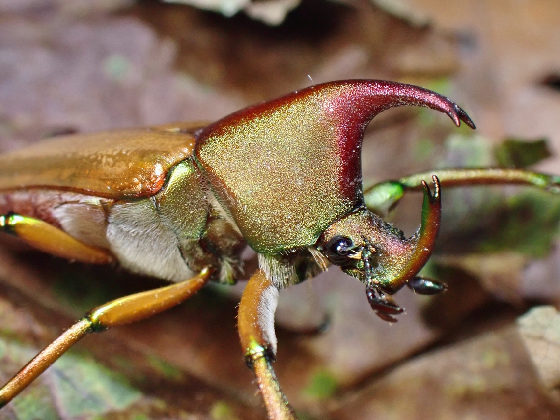 Metallic Theodosia telifer is a species of Beetle from Family Scarabaeidae. Beetle,Malaysia,Sabah,Theodosia telifer