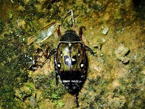 Shining Leaf Chafer - Spinanomala psilopyga Spinanomala psilopyga is a species of Shining Leaf Chafer from Family Scarabaeidae.

Not the best of picture, but this is possibly the 'First Known Photograph of Living Specimen' :D Beetle,Malaysia,Sabah,Shining Leaf Chafer,Spinanomala psilopyga