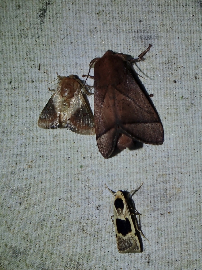 Stinging Slug Moth - Nirmides basalis Nirmides basalis is a species of Stinging Slug Moth from Family Limacodidae.<br />
<br />
Observation of Moth on the left. Malaysia,Moth,Nirmides basalis,Sabah,Stinging Slug Moth