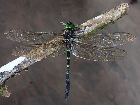 Dragonfly - Indaeschna grubaueri Indaeschna grubaueri is a species of Dragonfly from Family Aeshnidae. Dragonfly,Indaeschna grubaueri,Malaysia,Sabah
