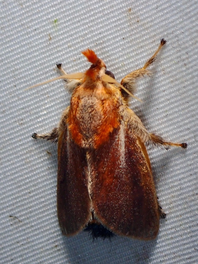 Stinging Slug Moth - Scopelodes unicolor Scopelodes unicolor is a species of Stinging Slug Moth from Family Limacodidae. Malaysia,Moth,Sabah,Scopelodes unicolor,Stinging Slug Moth