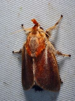 Stinging Slug Moth - Scopelodes unicolor Scopelodes unicolor is a species of Stinging Slug Moth from Family Limacodidae. Malaysia,Moth,Sabah,Scopelodes unicolor,Stinging Slug Moth