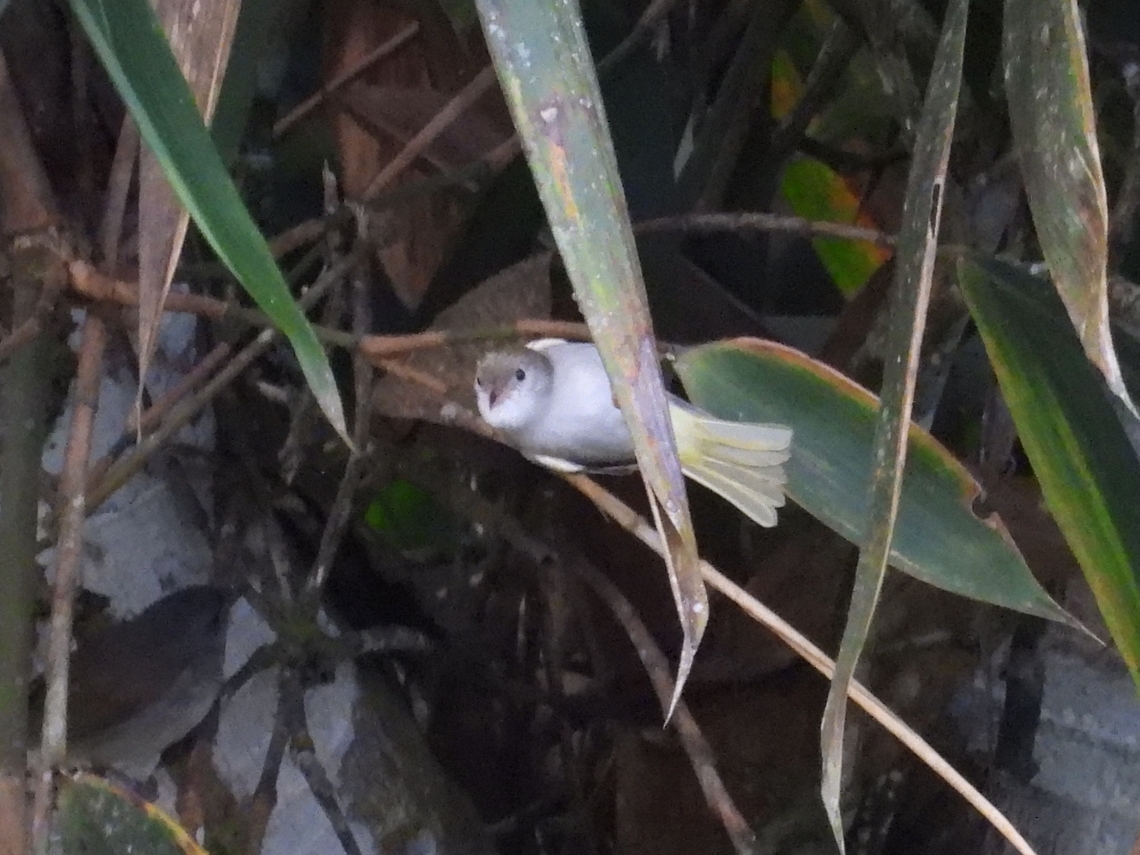 White-Bellied Erpornis - Erpornis zantholeuca            Bird,Erpornis zantholeuca,Malaysia,Sabah,White-Bellied Erpornis