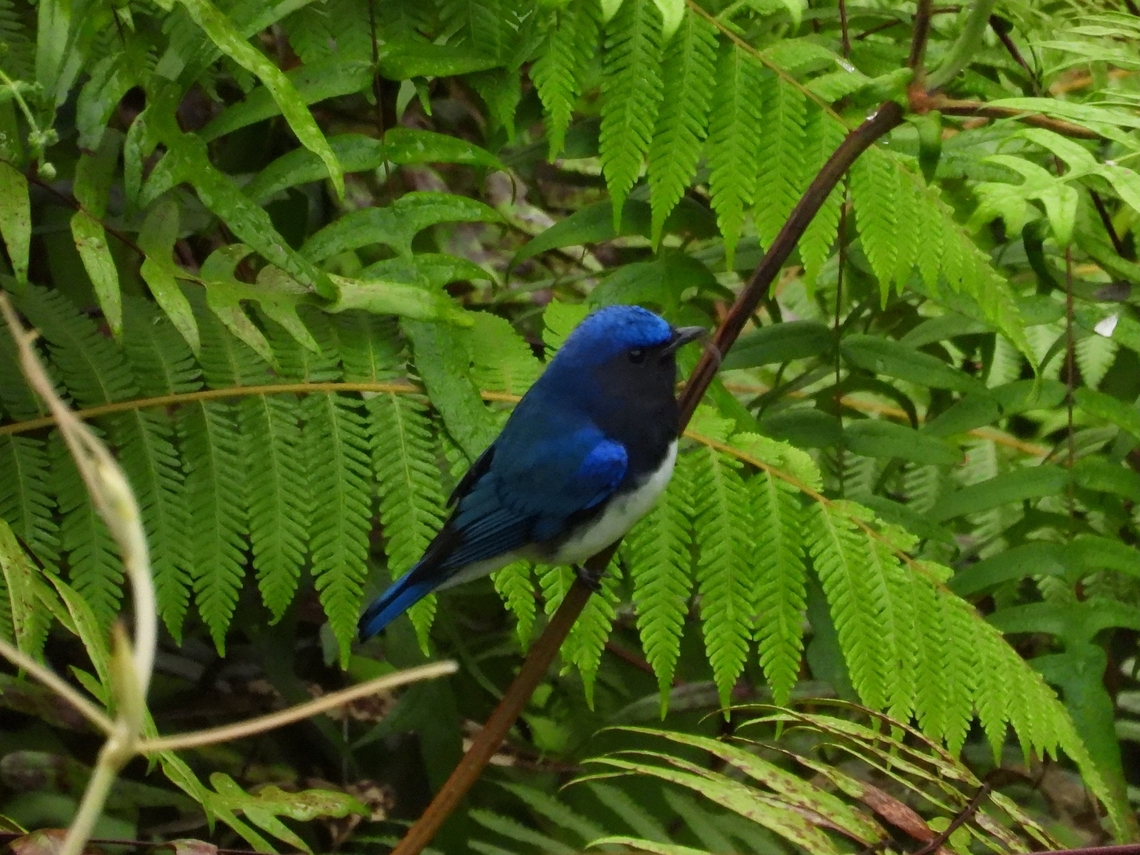 Blue-and-White Flycatcher - Cyanoptila cyanomelana            Bird,Blue-and-White Flycatcher,Cyanoptila cyanomelana,Flycatcher,Malaysia,Sabah