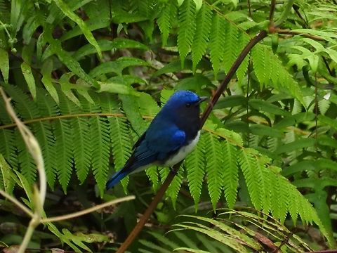 Blue-and-White Flycatcher - Cyanoptila cyanomelana            Bird,Blue-and-White Flycatcher,Cyanoptila cyanomelana,Flycatcher,Malaysia,Sabah