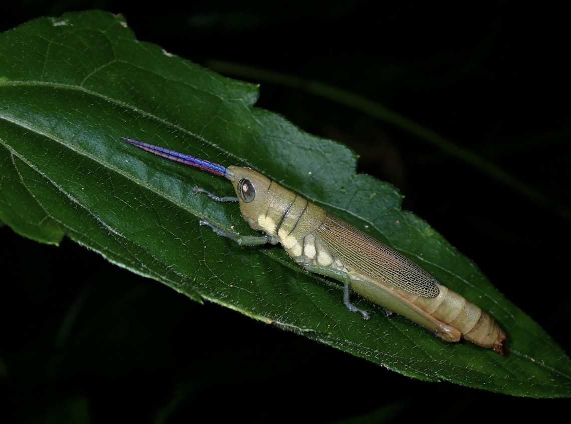 Red & Blue Antennae Mitricephala milleri is a species of Gaudy Grasshopper from Family Pyrgomorphidae.<br />
<br />
An ordinary looking Grasshopper, until you noticed the antennae has different colours, red on the outside and blue on the inside, could it be due to light reflection? Gaudy Grasshopper,Grasshopper,Malaysia,Mitricephala milleri,Penang