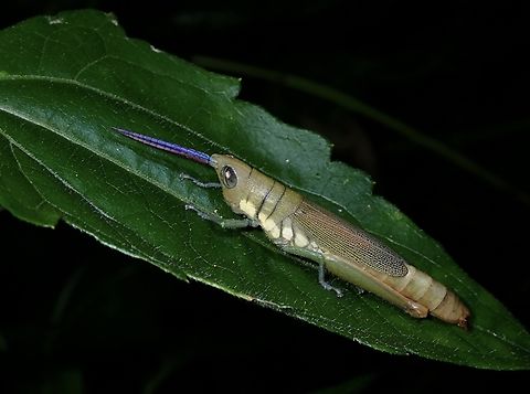 Red & Blue Antennae Mitricephala milleri is a species of Gaudy Grasshopper from Family Pyrgomorphidae.

An ordinary looking Grasshopper, until you noticed the antennae has different colours, red on the outside and blue on the inside, could it be due to light reflection? Gaudy Grasshopper,Grasshopper,Malaysia,Mitricephala milleri,Penang