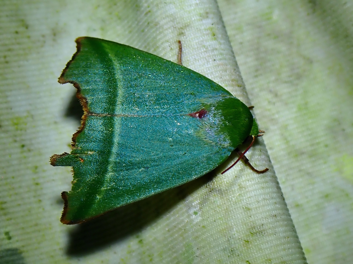 Tufted Moth - Clethrophora angulipennis Clethrophora angulipennis is a species of Tufted Moth from Family Nolidae. Clethrophora angulipennis,Malaysia,Moth,Sabah,Tufted Moth