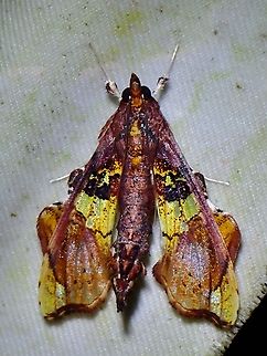 Pearl Moth - Terastia egialealis  Malaysia,Moth,Pearl Moth,Sabah,Terastia egialealis