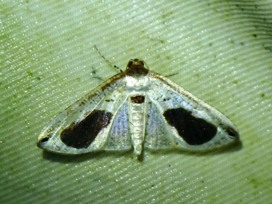 Window-Winged Moth - Calindoea argentalis  Calindoea argentalis,Malaysia,Moth,Sabah,Window-Winged Moth