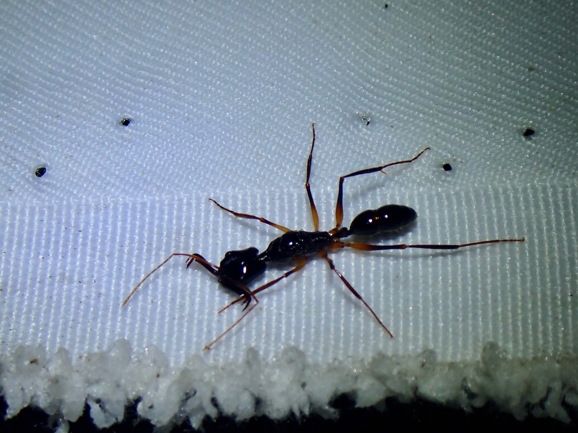 Ant - Anochetus agilis Anochetus agilis is a species of Ant from Family Formicidae.<br />
<br />
Female. Anochetus agilis,Ant,Malaysia,Sabah