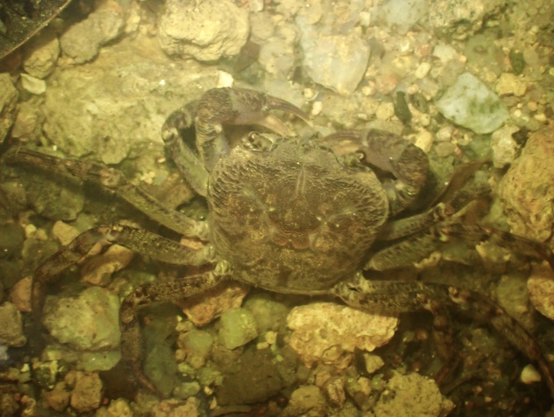 Freshwater Crab - Johora intermedia Johora intermedia is a species of freshwater crab from Family Pontamidae. Crab,Freshwater Crab,Johora intermedia,Malaysia,Pahang