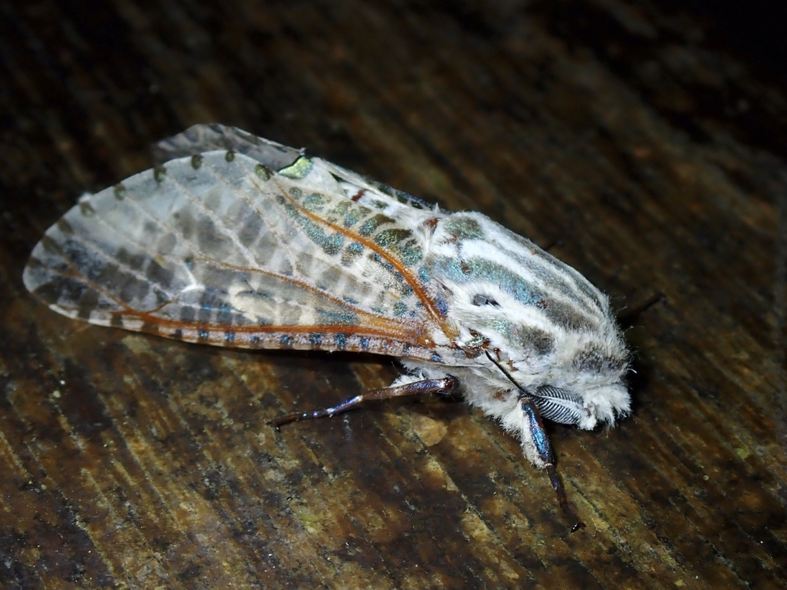 Leopard Moth - Orientozeuzera rhabdota  Leopard Moth,Malaysia,Moth,Orientozeuzera rhabdota,Sabah