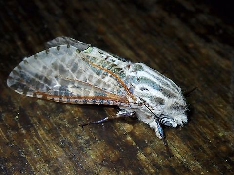 Orientozeuzera rhabdota