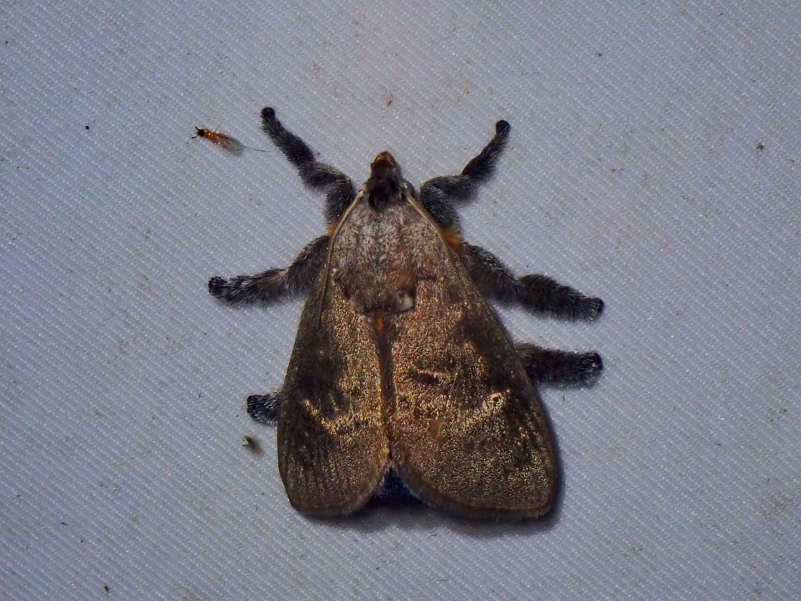 Legs of Tarantula? Scopelodes albipalpalis is a species of Stinging Slug Moth from Family Limacodidae. Malaysia,Moth,Sabah,Scopelodes albipalpalis,Stinging Slug Moth
