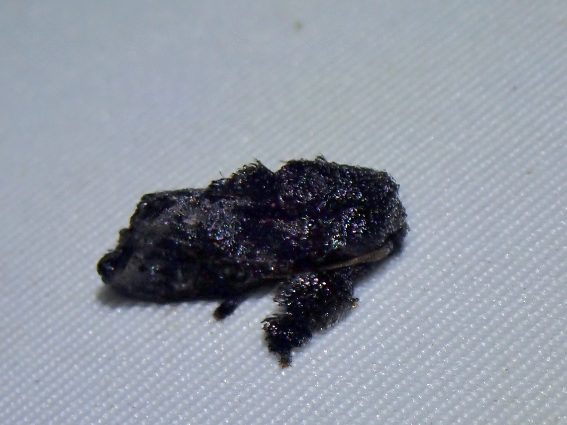 Black Blob of Shit! Triplophleps inferma is a species of Stinging Slug Moth from Family Limacodidae. Malaysia,Moth,Sabah,Stinging Slug Moth,Triplophleps inferma