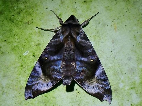 Hawkmoth - Acosmeryx shervillii  Acosmeryx shervillii,Dull forest hawkmoth,Hawkmoth,Malaysia,Moth,Sabah