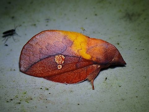 Lappet Moth - Euthrix laeta  Euthrix laeta,Lappet Moth,Malaysia,Moth,Sabah